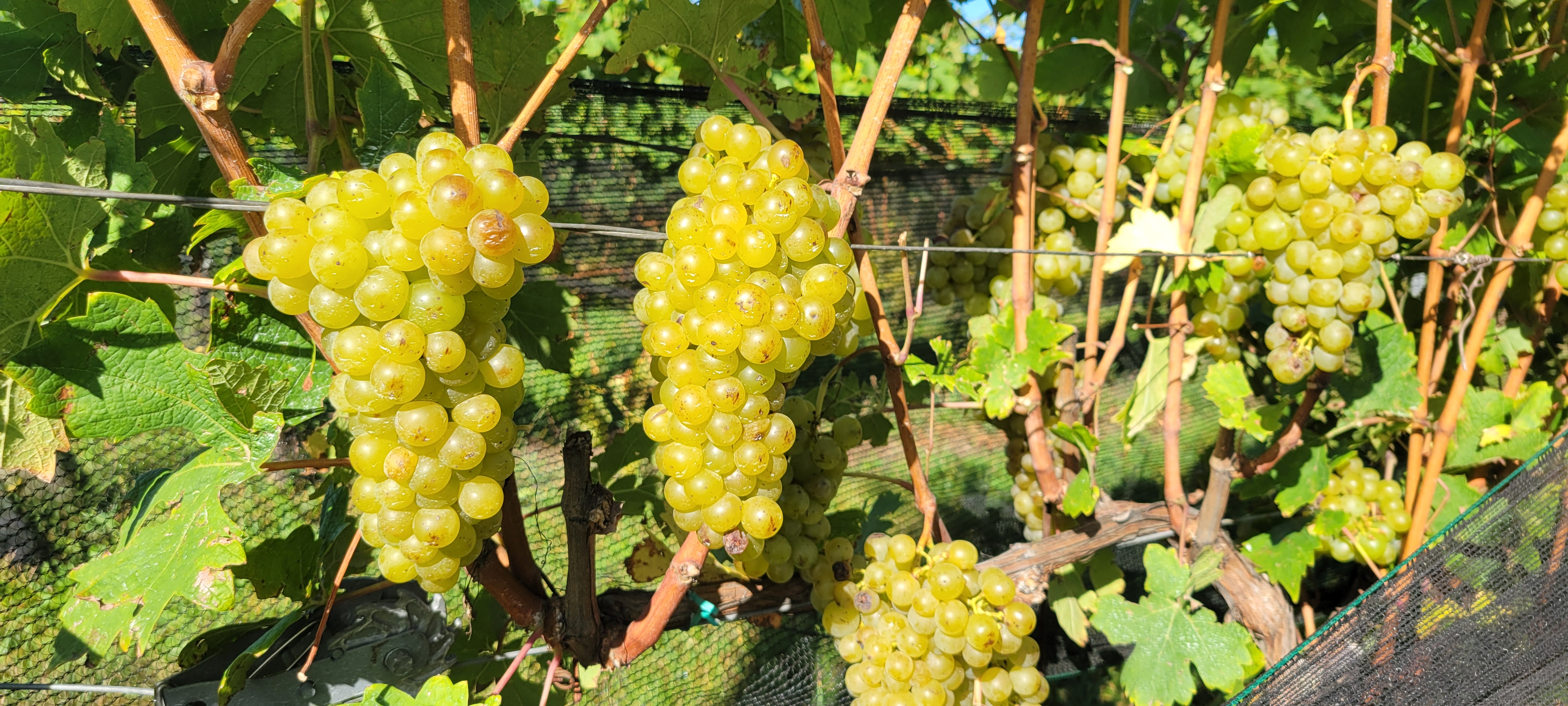Grapes hanging from a vine.